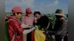 万年县：盛夏时节采莲忙（图）