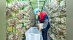 樟树：食用菌撑起“致富伞”（图）