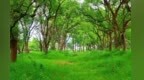 人退鸟进，遂川巾石村把古樟林护成了“鸟的天堂”