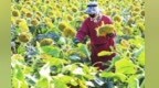 甘肃民勤食葵开镰采收　“金色活力”成致富引擎