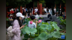 恭王府里赏金鱼