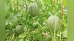 甘肃金塔小镇种出万亩甜蜜产业　巧打时间差供应不断档
