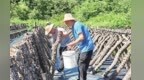 务农顾家增收三不误　甘肃徽县村民种木耳轻松挣上钱