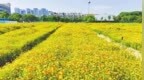 南昌：“家门口”邂逅秋日美景（图）