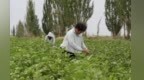 如何让“白色花朵”富民增收　甘肃金塔给出解题思路