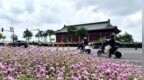 南昌：千日红热烈盛放（图）