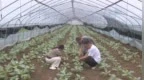 怀远县全力做好台风天气农业防灾和田间管理工作