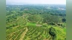 从“露水财”到“吃干榨净”——湖南油茶科研新观察
