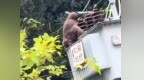 黄山一猴子误触高压电身亡，同伴冒雨蹲坐守护迟迟不肯离去