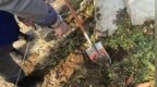 废弃厂房里种出3.4公斤大麻，170包毒品被跨省埋进公园与荒地