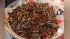 南昌一餐馆推出“辣椒炒瓜子”引热议 店家：自创特色菜，吃了挺上头