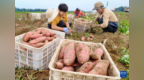 河北卢龙：鲜食甘薯收获忙