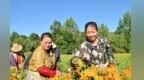 甘肃陇西万寿菊变身富民幸福花