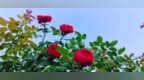 不用去春天挤，信江公园大草坪这面墙秋天自己又开了