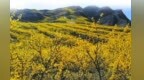药香漫过黄土坡：甘肃通渭药田写满增收“故事”