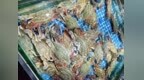 江浙海域迎来捕捞高峰，山东本地海鲜售价如何？梭子蟹应该怎么挑选？