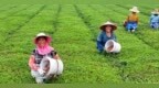 泰和县：茶园施肥管护忙（图）