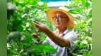 甘肃嘉峪关设施农业铺就富民路