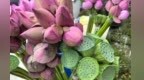 一朵荷花串联种植、零售、餐饮多个领域 南昌“荷花经济”火热