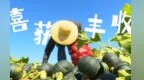 【甘快看】“贝”受青睐　软糯香甜的贝贝南瓜抢占高端市场