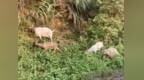 吉安：林间草木盛 群羊悠然栖（图）