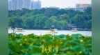 济南：大明湖落日荷塘游船同框，游客争相打卡