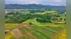 信丰县：花生丰收季 村民采收忙（图）