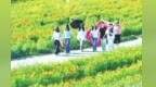 兰州新区之夏：万亩花海迎客来　农文旅融合绘新篇