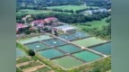 泰和县：繁殖鱼苗助力增殖放流（图）