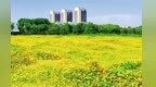 休闲好去处！南昌高新区湖景公园硫华菊迎来盛花期