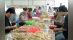 江西分宜：家门口就业带动增收（图）