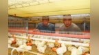 年销售额超1.5亿元！宜春袁州区小羽鸡“啄”出大产业