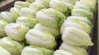 上海蔬菜集团：大白菜甲醛检测结果均为阴性