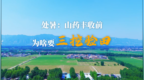 处暑：山药丰收前，为啥要三挖验田？