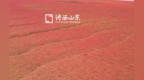 潮涨潮落间 翅碱蓬“染红”威海昌阳河入海口