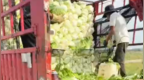 风暴眼丨只为省2000块运费？一斤两毛的康保白菜，毁在一桶甲醛上
