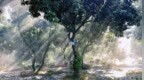 一日禅：当下一念