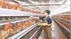宁都县：发展特色产业 拓宽增收渠道（图）
