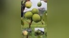 核桃果径突破7厘米 比苹果还大！湖北科技援藏取得重大突破