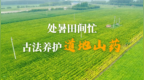 处暑田间忙，古法养护道地山药