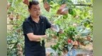 梯田新农人书写“传奇”：甘肃庄浪苹果香飘全国