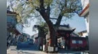 钟楼湾古槐