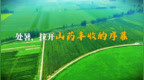处暑，拉开山药丰收的序章
