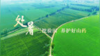 处暑：三挖验田，养护好山药