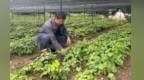 【甘快看】一株野草　何以改变一座16万人小县城“钱”景