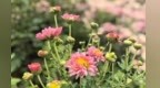 这片黄河花堤的花海　马鞭草只是开胃菜