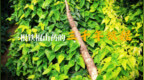 一根铁棍山药的三千年旅程