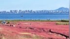 山东长岛：海水清了 海豹来了