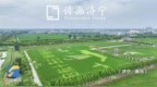 稻浪翻涌藏美景 大地艺术焕新韵