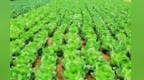 甘肃甘州：做强“菜园子”　闯开“大市场”